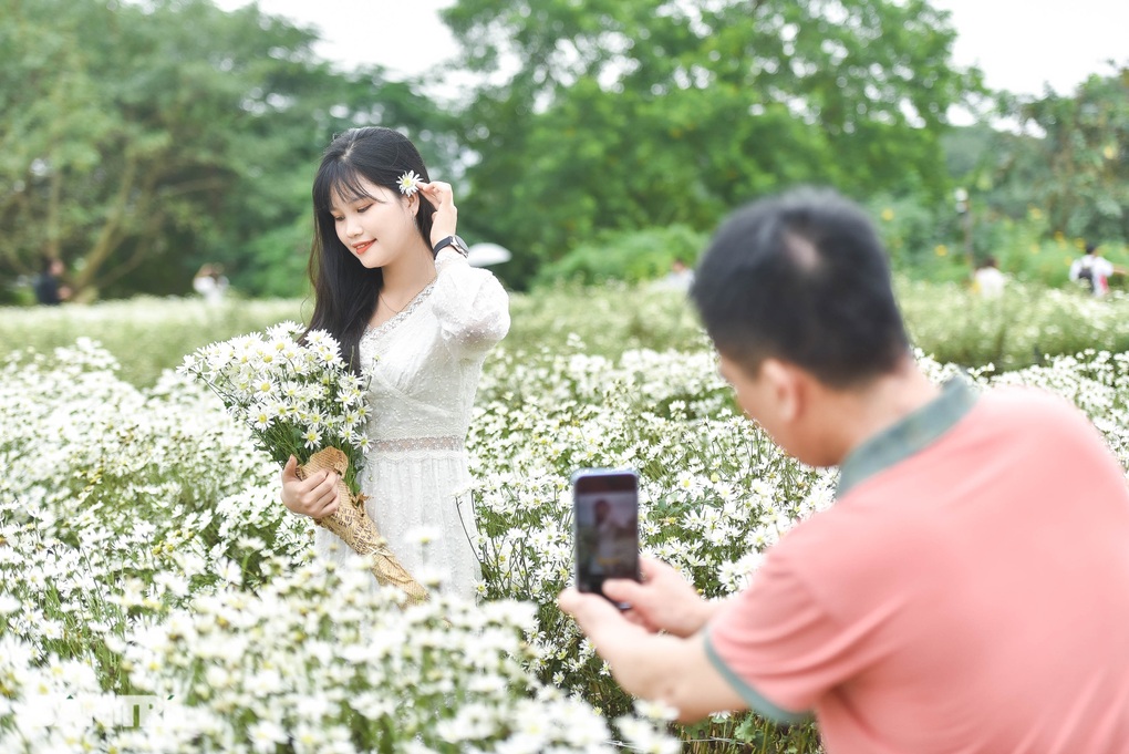 Vườn cúc họa mi thất thủ người dân chen chân chụp ảnh ở Hà Nội - 6
