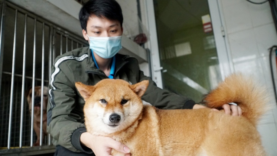 Dịch vụ trông thú cưng kiếm bội tiền cuối năm - 6 Dịch vụ trông thú cưng kiếm bội tiền cuối năm - 6