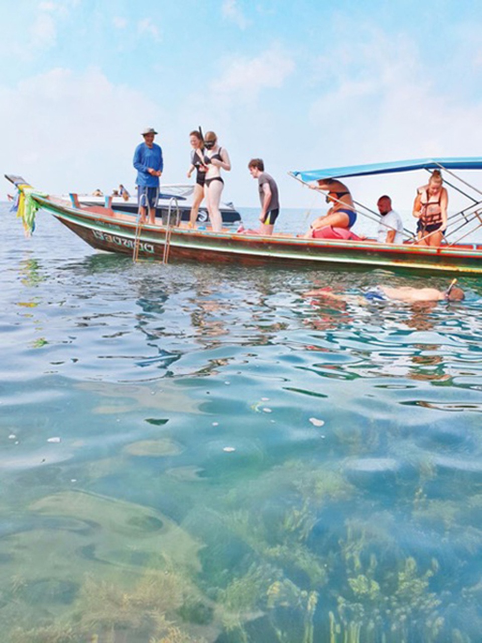 Lợn rừng “minh tinh”: Điểm nhấn trên bãi biển Koh Samui - 3 Lợn rừng “minh tinh”: Điểm nhấn trên bãi biển Koh Samui - 3