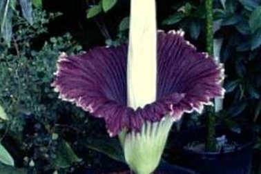 "Hoa xác thối" nở tại Bắc Kinh