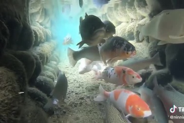 Ngỡ ngàng với mương thoát nước trong veo tại Nhật Bản