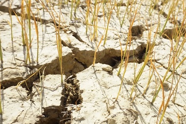 Cận cảnh những cánh đồng lúa cháy khô vì hạn hán