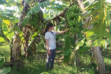 Hàng trăm tấn chuối ở Vĩnh Phúc bị thương lái "chạy làng"