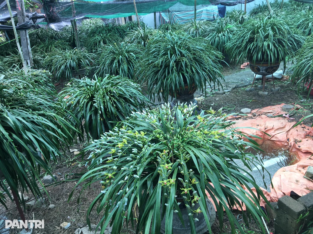 Loài hoa quý của núi rừng Hoàng Liên Sơn xuống phố đón Tết - 6 Loài hoa quý của núi rừng Hoàng Liên Sơn xuống phố đón Tết - 6