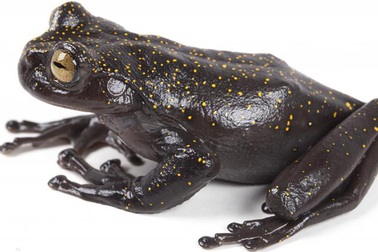 Phát hiện loài ếch có móng vuốt hoàn toàn mới trên dãy núi dài nhất thế giới