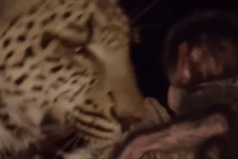 Báo đốm săn khỉ đầu chó, nhưng lại làm điều cảm động này với khỉ con