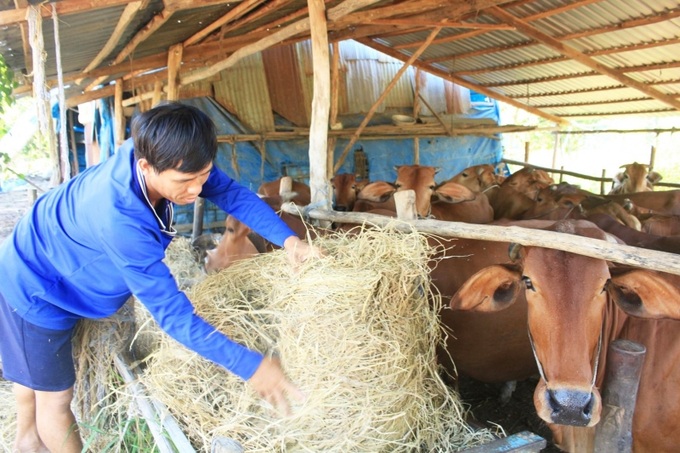 Mô hình nuôi bò góp phần giảm nghèo bền vững ở Trà Vinh