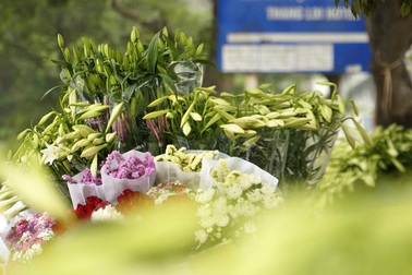 Nao lòng với một Hà Nội đẹp dịu dàng các mùa hoa tháng 3