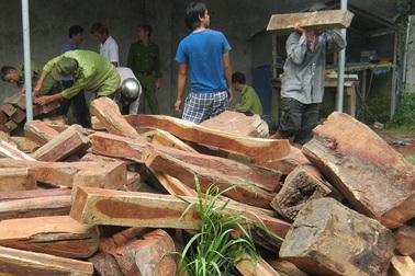 Tạm giữ số lượng gỗ hương lớn giấu trong nhà dân