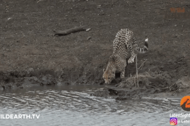 Kinh hãi cảnh cá sấu phi thân lên mặt nước tóm gọn báo gê-pa