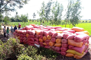 Giá lúa ở Sóc Trăng “lao dốc”