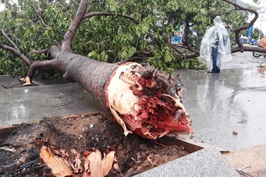 3 tàu hàng cùng 21 thuyền viên đang mắc cạn sau bão số 5