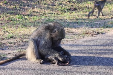 Khỉ đầu chó mẹ đau lòng mang xác con đi khắp nơi