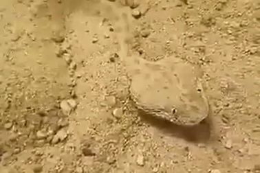 Ngỡ ngàng với “nghệ thuật ẩn thân” để săn mồi của rắn cát sa mạc