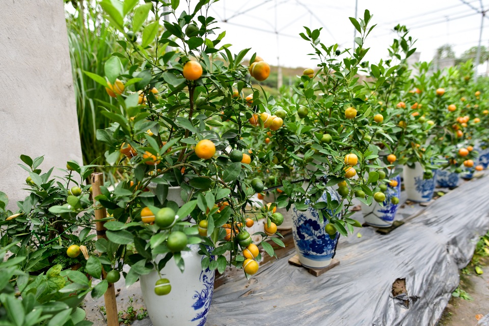 Quất hồ lô hết thời, giảm giá mạnh vẫn vắng khách - 12 Quất hồ lô hết thời, giảm giá mạnh vẫn vắng khách - 12