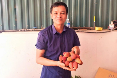 Bán thứ vải lạ to như trứng vịt giá cao gấp 3 bình thường, lão nông lãi khủng