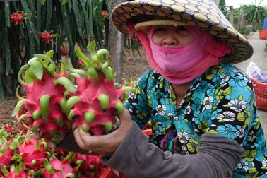 Tiki bán không lợi nhuận trái cây miền Tây, giúp bà con đón Tết ấm no
