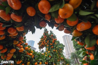 Quất cảnh dáng rồng rao bán hàng trăm triệu đồng ở vỉa hè Hà Nội