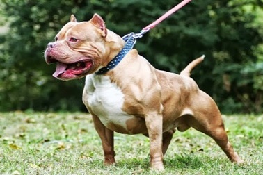 Chó Pitbull cắn chết người: Chủ có vô can?