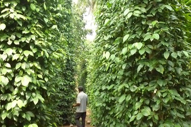 Thu hàng trăm triệu từ vùng đất "chết"