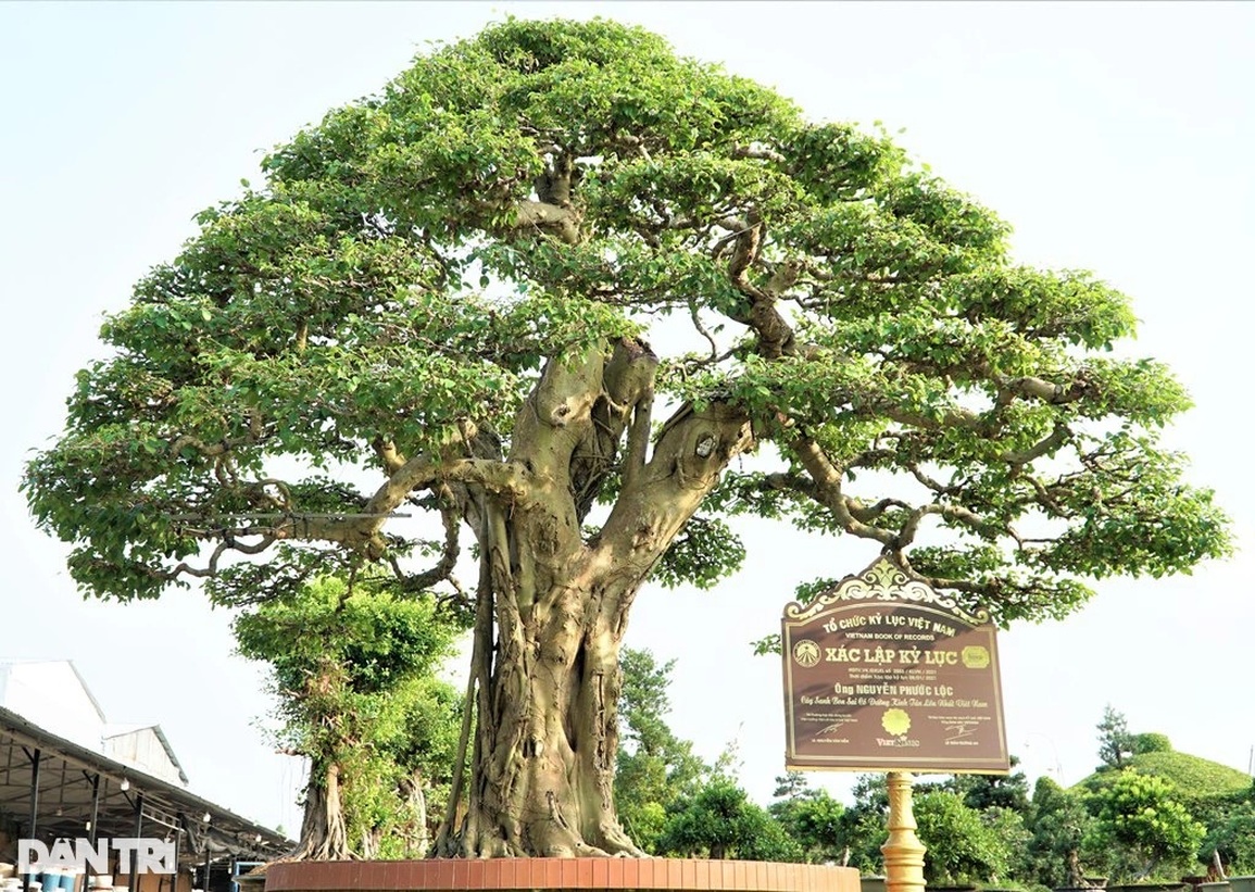 Chiêm ngưỡng cặp me kiểng trăm tuổi trị giá tiền tỷ của lão nông Đồng Tháp - 5 Chiêm ngưỡng cặp me kiểng trăm tuổi trị giá tiền tỷ của lão nông Đồng Tháp - 5