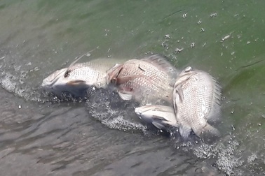 Cá chết trắng hồ điều tiết Phước Lý