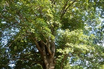 Cây trôm 100 tuổi được công nhận là cây di sản Việt Nam