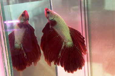 Lạ mắt với cá “xăm mình”, giá 800.000 đồng/con