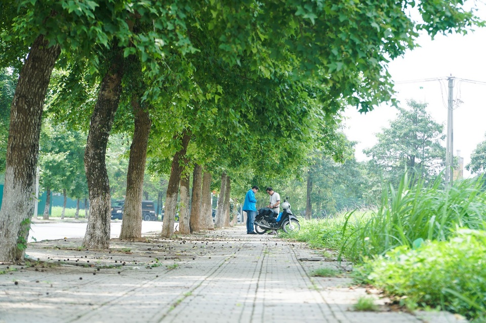 Còn một hàng phong vẫn xanh tốt, đẹp lãng mạn ở Hà Nội? - 4 Còn một hàng phong vẫn xanh tốt, đẹp lãng mạn ở Hà Nội? - 4