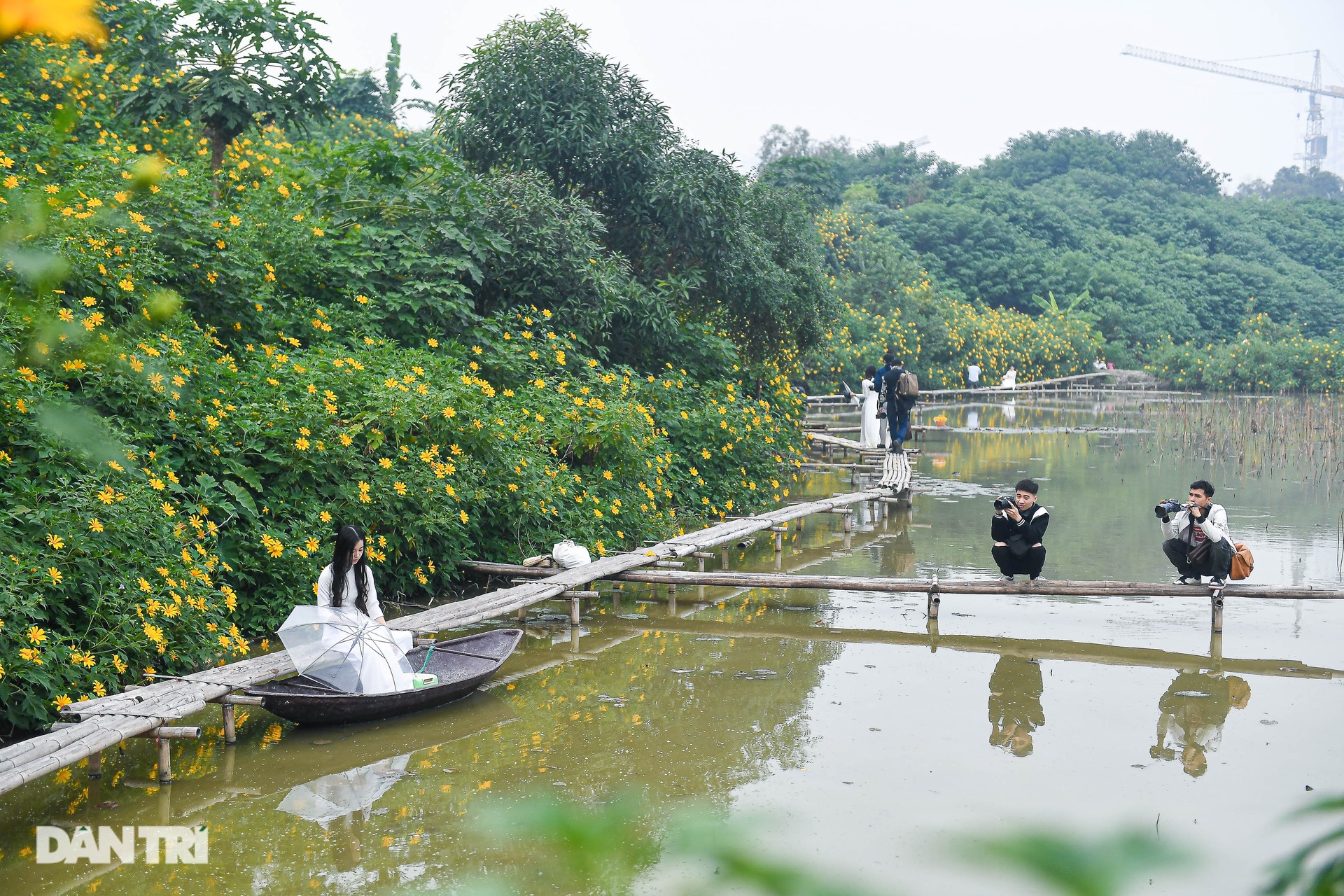 Ngắm loài hoa biểu tượng của Đà Lạt giữa lòng Hà Nội - 7