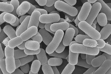 Bổ sung lợi khuẩn Probiotics mỗi ngày giúp giảm thiểu cholesterol hiệu quả