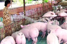 Thương lái Trung Quốc mua gom lợn nhiều mỡ bất thường