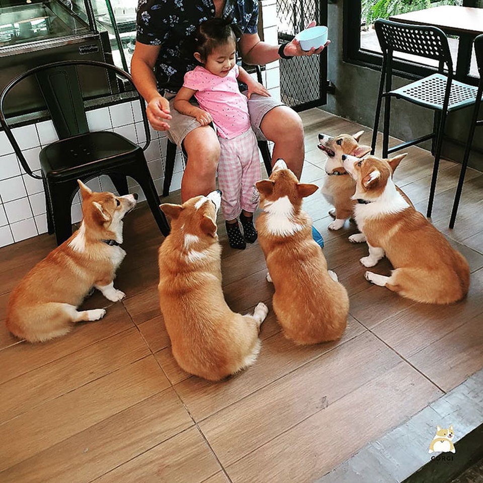 Quán cà phê toàn nhân viên 4 chân biết mua vui, lấy lòng khách ở Bangkok - 12 Quán cà phê toàn nhân viên 4 chân biết mua vui, lấy lòng khách ở Bangkok - 12