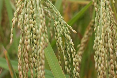 Hương lúa mới