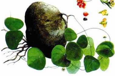 Nghiên cứu thành công tác dụng ức chế một số dòng tế bào ung thư