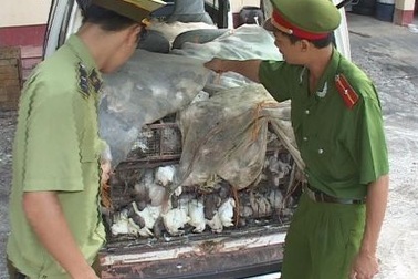 Hơn 1000 chim bồ câu nhập lậu “bay” vào nội địa