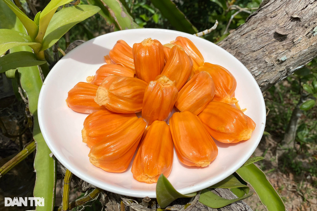 Kỹ sư 10X giúp cha mẹ kiếm nửa tỷ mỗi năm nhờ trồng mít ruột đỏ - 1 Kỹ sư 10X giúp cha mẹ kiếm nửa tỷ mỗi năm nhờ trồng mít ruột đỏ - 1
