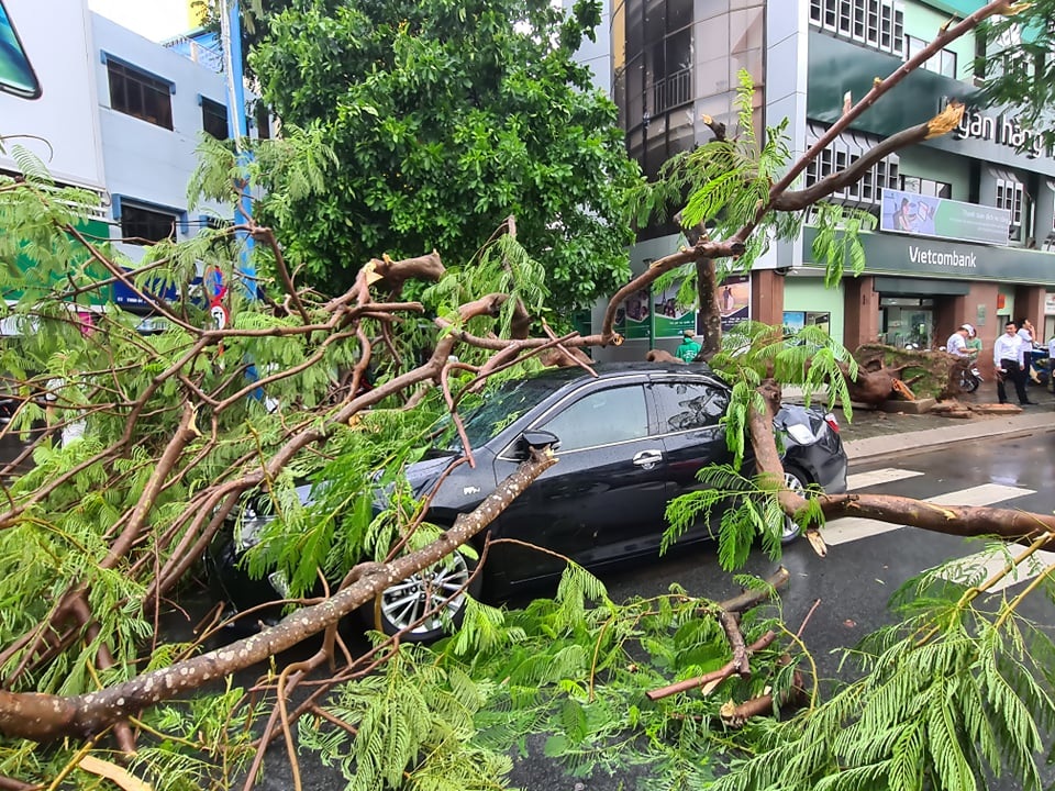 Phượng cổ thụ bật gốc đè nát xe ô tô bên đường - 5 Phượng cổ thụ bật gốc đè nát xe ô tô bên đường - 5