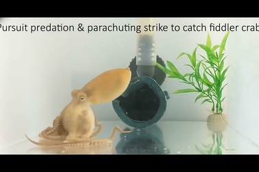 Bạch tuộc dùng những xúc tu ưa thích để săn mồi