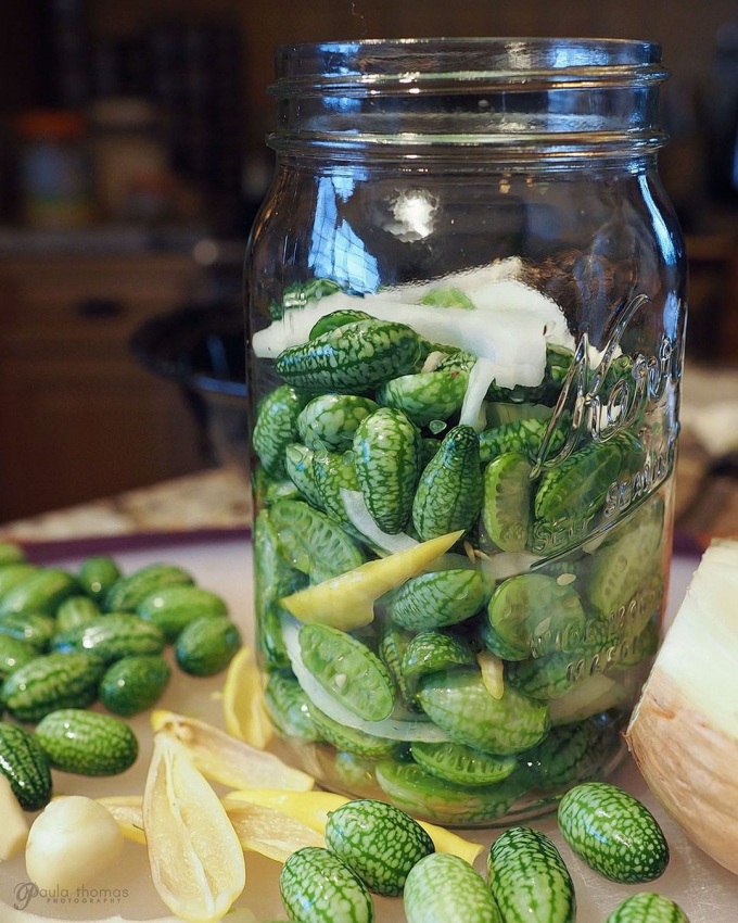 Lạ miệng dưa hấu tí hon có mùi vị như chanh hút khách thưởng thức - 6