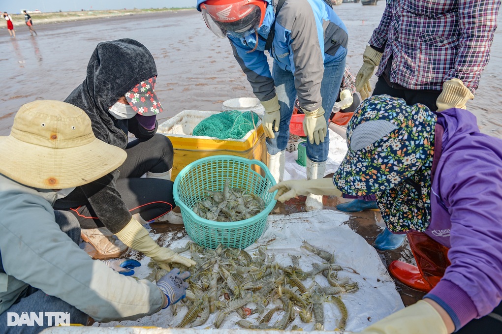 Săn tôm tít đầu năm, ngư dân kiếm tiền triệu mỗi ngày - 7 Săn tôm tít đầu năm, ngư dân kiếm tiền triệu mỗi ngày - 7