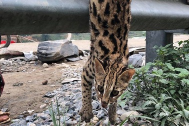Giải cứu mèo rừng quý hiếm bị bày bán bên đường