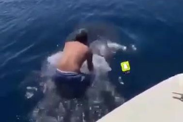 Người đàn ông liều lĩnh cưỡi trên lưng con cá mập lớn nhất thế giới