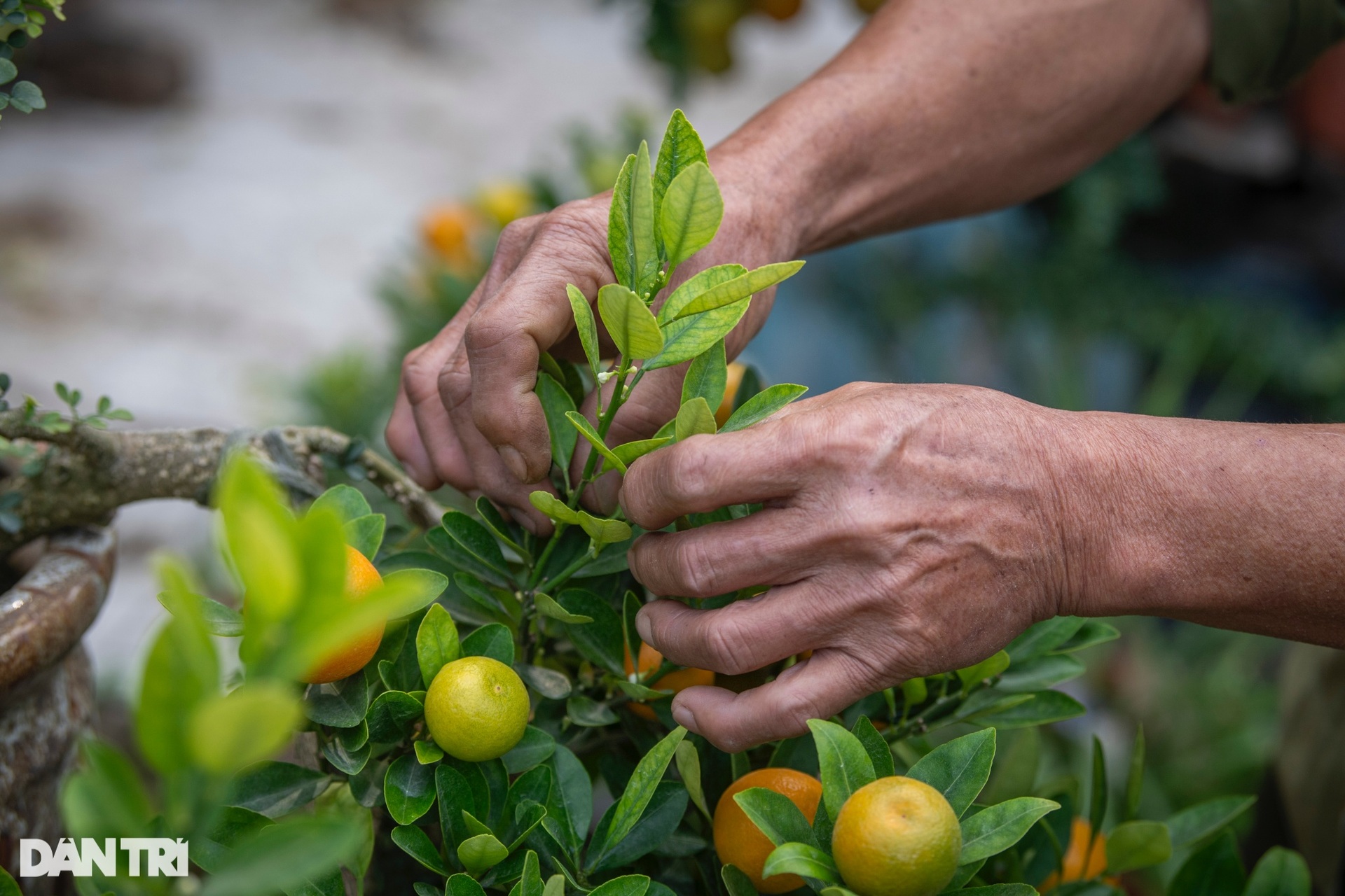 Hanoi garden owner grafts kumquats with strange trees to sell for hundreds of millions of dong during Tet - 8