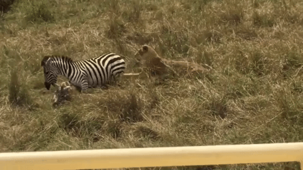 Ngựa vằn đá văng sư tử, giải cứu con non trong gang tấc - 1 Ngựa vằn đá văng sư tử, giải cứu con non trong gang tấc - 1