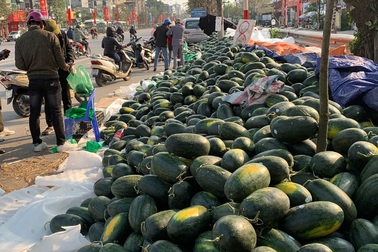 Thê thảm dưa hấu, ế dồn đống, 1.000 đồng/kg vừa bán vừa khóc