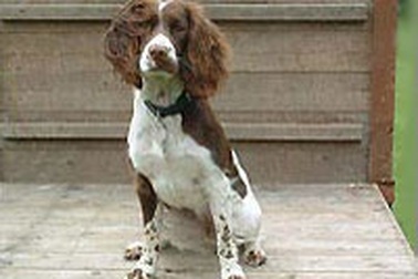 Con chó được trả lương 910 USD/ngày 