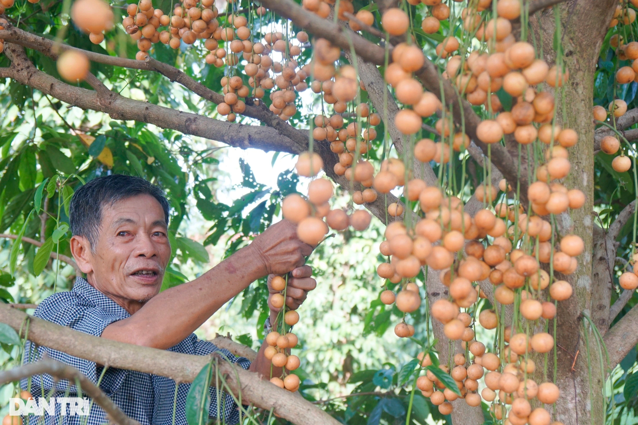 Vườn dâu xanh đầu tiên ở Bình Định, quả chi chít từ gốc tới ngọn