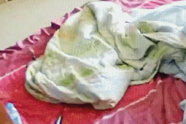 Clip "cô gái đứng tim khi thấy rắn hổ mang nấp trong chăn" nổi bật tuần qua