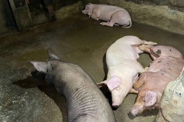 Heo bị tiêu hủy do dịch bệnh được hỗ trợ 40.000 đồng/kg